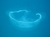 Moon Jellyfish at Airport Caves, Utila