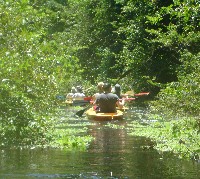 Kayaking through the mangroves, Punta Izopo
