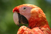 Scarlet Macaw at entrance to Copan Ruins