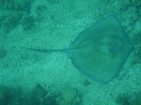 Large Southern Stingray seen snorkelling at Raggedy Cay