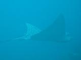 Spotted Eagle Ray at Moon Hole, Utila