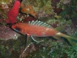Squirrel Fish at The Maze, Utila