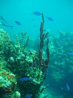 Assorted fish and coral at Stingray Point