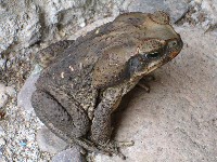 A toad at the Omega Tours Jungle Lodge