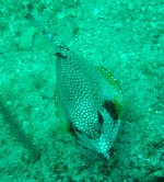 Trunk Fish at Ted?s Point