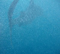 Whale Shark!! Only 4-5metres but still big when it?s a few feet away!