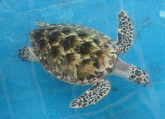 Turtle at Isla de Mujeres Turtle Sanctuary