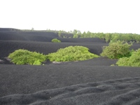 Black volcanic ash landscape with the odd splash of bright green vegetation, Cerro Negro