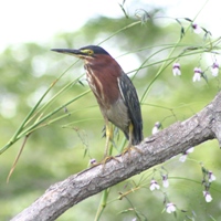 One of the many birds we saw around the Isletas (a type of Heron we think)