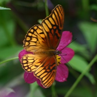 Butterfly on a flower in Rafaela?s garden