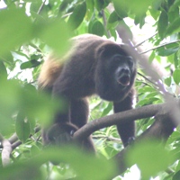 Howler monkey howling at us on the walk up to Catarina