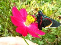 Butterfly feeding on a flower in the garden of the Charco Verde Inn