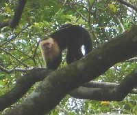White-faced Capuchin monkey on the hike up Volcan Concepcion