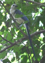 Magpie-Jay in the Charco Verde Reserve