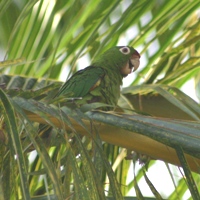 Green parrot in San Juan del Sur (just by the road!)