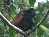 Howler monkey at Sabalos Lodge