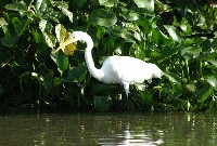 One of the many birds along the river banks of the Rio San Juan