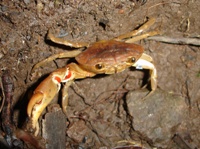 Crab in cloud forest in Selva Negra (a bit far from the seaside!?)