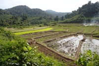 More rice fields, Ban Nam Lai Trek