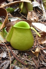 Pitcher plant, Bako National Park, Sarawak