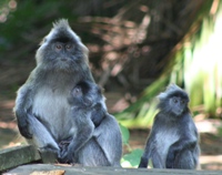 Silver-lef monkeys, Bako National Park, Sarawak