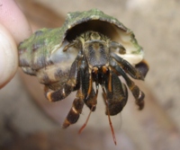 Crab, Bako National Park, Sarawak