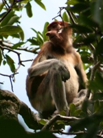 Proboscis monkey, Bako National Park, Sarawak