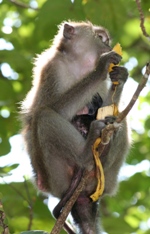 Long-tailed macaque, Bako National Park, Sarawak