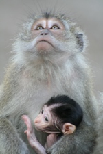 Long-tailed macaque with baby, Bako National Park, Sarawak