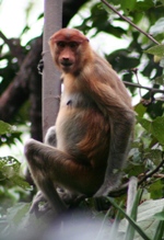 Proboscis Monkey, Bako National Park, Sarawak