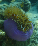 Anemonefish in colourful anemone, south of Tuna Bay, Pulau Perhentian Besar