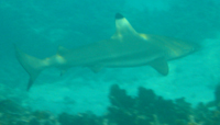 Black-tipped reef shark, Paradise Island Resort, Pulau Perhentian Besar