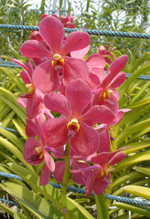 Orchid, Orchid Garden, Kuala Lumpur