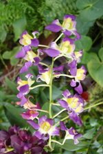 Orchid, Orchid Garden, Kuala Lumpur