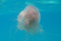 Pink jellyfish, north of Paradise Island Resort, Pulau Perhentian Besar