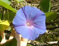 Flower, Mountain Garden, Mount Kinabalu National Park, Sabah