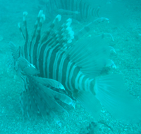 Lionfish, Sugar Wreck, Pulau Perhentian Besar