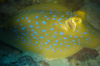 Blue-spotted stingray, Tokong Laut, Pulau Perhentian Besar