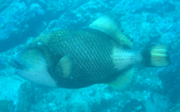 Titan Triggerfish, Tokong Laut, Pulau Perhentian Besar