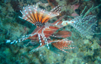 Lionfish, Tokong Laut, Pulau Perhentian Besar