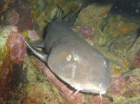 Bamboo Shark, Tokong Laut, Pulau Perhentian Besar