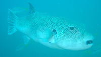 Big pufferfish, Tokong Laut, Pulau Perhentian Besar