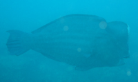 Bumphead Parrotfish, Tanjung Basi, Pulau Perhentian Besar