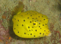 Yello Boxfish, T3, Pulau Perhentian Besar