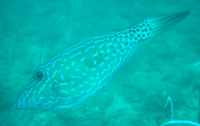 Blue-lined Flutefish, T3, Pulau Perhentian Besar
