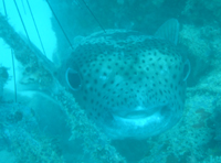 Pufferfish, Sugar Wreck, Pulau Perhentian Besar