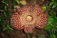Rafflesia flower in bloom, Tambunan Rafflesia Reserve, Sabah