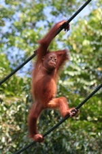 Orangutan, Semenggoh Orangutan Rehabilitation Centre, Sarawak