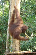Orangutan, Semenggoh Orangutan Rehabilitation Centre, Sarawak
