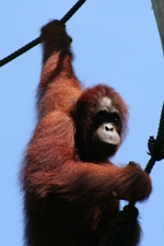 Orangutan, Semenggoh Orangutan Rehabilitation Centre, Sarawak